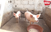 ​Préparatifs des fêtes de Pâques : À Saint-Louis, les vendeurs de viande de porc se frottent les mains