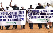 Usines de farine de poisson : à Gandiol, Greenpeace et les riverains dénoncent un désastre écologique