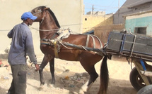 Travail de charretier : entre pénibilité, revenus modestes et clientèle de circonstance...