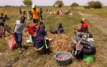 Horticulture : 300 000 tonnes de stockage en vue pour booster le secteur