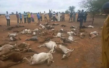 Podor : fortes pluies à Fanaye, pertes en bétail et toitures arrachées