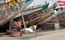 Saint-Louis : la berge de la Langue de Barbarie asphyxiée par l’occupation anarchique