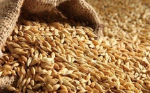 Blé américain : un navire accoste à Dakar avec 10 000 tonnes