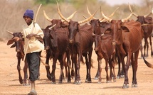 Fièvre de la Vallée du Rift : après 4 décès à Saint-Louis, un plan d’action régional déclenché