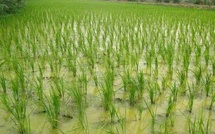 Matam : plus de 1200 hectares de terres rizicoles envahis par les eaux du fleuve Sénégal