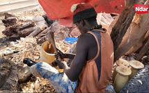 Bois rare, revenus en baisse : à Saint-Louis, le cri d’alarme des « Laobés Yatt »