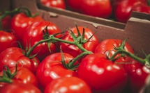 Mbane : Takamoul Agro présente son projet de production de tomates sur 1 500 hectares