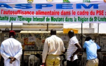 ÉLEVAGE DE MOUTONS : les professionnels de Saint-Louis prêts à relever les défis.