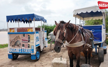 Saint-Louis : tensions autour du statut des calèches, entre patrimoine et cadre réglementaire