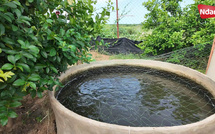 Saint-Louis : la pisciculture, une filière d’avenir freinée par le manque d’eau et le coût de l’aliment