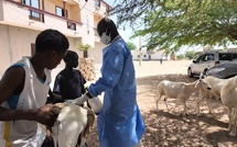 Fièvre de la vallée du Rift : l’épidémie en phase descendante au Sénégal, selon un responsable de l’ISRA