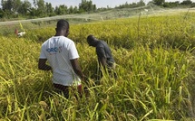 Recherche agricole : des essais conjoints de l’ISRA et du privé à Ndiol