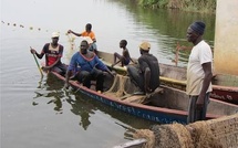 Richard-Toll : un plan pour sauver le tilapia du lac de Guiers