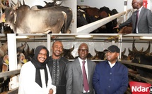 Élevage : 1 050 bovins de race Guzera arrivent au Sénégal avec 50% de subvention de l'État