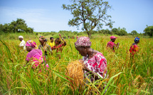 Sans adaptation climatique, l'agriculture sénégalaise pourrait perdre 18% de sa production