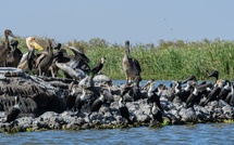 Dénombrement international : 22 000 oiseaux recensés au Djoudj