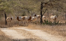 Protection espèces rares : la réserve de Gueumbeul au cœur de la stratégie nationale