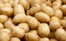 Mabouba Diagne annonce un excédent de 45 000 tonnes de pommes de terre