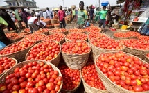 Tomate industrielle : Plus de 80 000 tonnes de production attendues au Sénégal en 2026