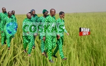 GIE Coskas Tivaouane : 70 hectares de riz emblavés dans le Walo