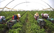 Espagne : Régularisation de 500 000 à 800 000 sans-papiers annoncée