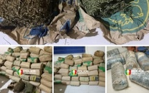 Mbour : 120 kg de chanvre indien saisis sur la plage de Tripano