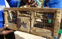 Lutte contre maltraitance animale : saisies et interpellations dans commerce illégal d'oiseaux