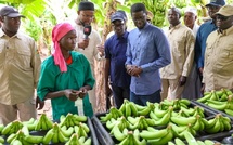 112 000 tonnes de bananes : le record salué par le Président à Tambacounda