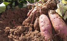 Alerte au lac de Guiers : le sel grignote les terres et fait chuter la production de patate