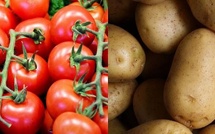 Pomme de terre et tomate : Les producteurs de Notto craignent une campagne agricole catastrophique