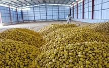 Pomme de terre locale : La vente suspendue pour les agro-industries dès le 28 février