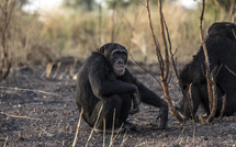 Incendie à Dindéfélo : Les derniers chimpanzés du Sénégal menacés