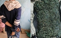 Saisie de 3 kg de drogue à Sédhiou, un étudiant de l'UGB sous les verrous