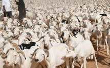 Tabaski 2026 au Sénégal : 860 000 moutons attendus pour le marché national