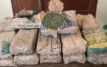 Saly : 23 kg de chanvre indien saisis lors d'un contrôle de routine