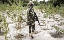Casamance : 3 soldats meurent en mission de destruction de chanvre indien