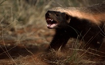 Psychose à Mbour : l'animal "le plus féroce au monde" repéré en pleine ville