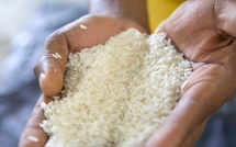 12 novembre 2026 : Ce qui change pour les importateurs et les producteurs de riz