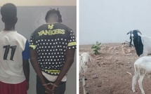 Lutte contre le vol de bétail : Coup de filet de la Sûreté Urbaine de Kaolack