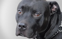 Yeumbeul-Comico : Des policiers attaqués par des chiens lors d'une saisie de stupéfiants