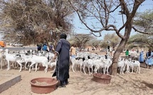 Tabaski 2026 : Saint-Louis annonce un besoin de 222 000 moutons