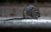Alerte à l'hantavirus dans l'Atlantique : trois morts signalés sur un navire de croisière