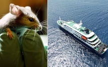 Alerte Hantavirus : les autorités renforcent la vigilance nationale