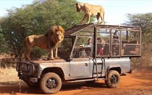 Environnement : Lions, éléphants et rhinocéros au cœur du projet Lion Rouge.