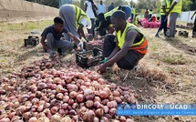 UCAD : performance record de 87 tonnes d’oignons à l’hectare pour les étudiants de la FST