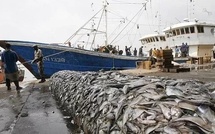 Attribution dérogatoire de licences : la CONAPED fustige le dégel partiel de la pêche démersale côtière
