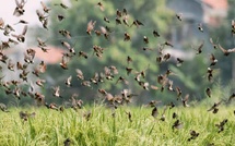 Vallée du fleuve Sénégal : un CRD à Saint-Louis pour planifier la campagne de lutte anti-aviaire 2026
