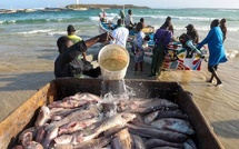 Gestion halieutique : le ministère de la Pêche attribue quatre licences d'exploitation côtière pour approvisionner le marché intérieur