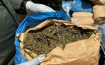 Lutte contre la drogue : Saisie de 63 kg de chanvre indien par la BRS de Fatick à Karang