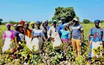 Relance cotonnière : Le Sénégal vise 100 000 tonnes et mise sur la transformation locale